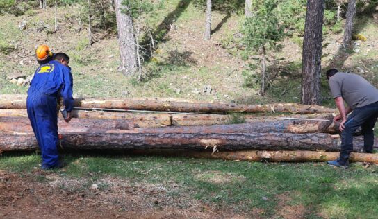 La modernización del sector forestal en los Montes Universales-Alto Tajo es posible y así lo demuestra GO PRORURAL