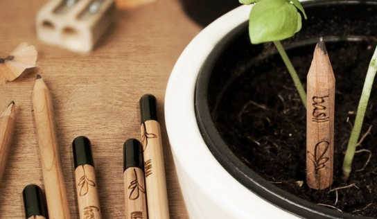 Los lápices plantables SproutWorld cumplen 10 años con cifras récord en 80 países