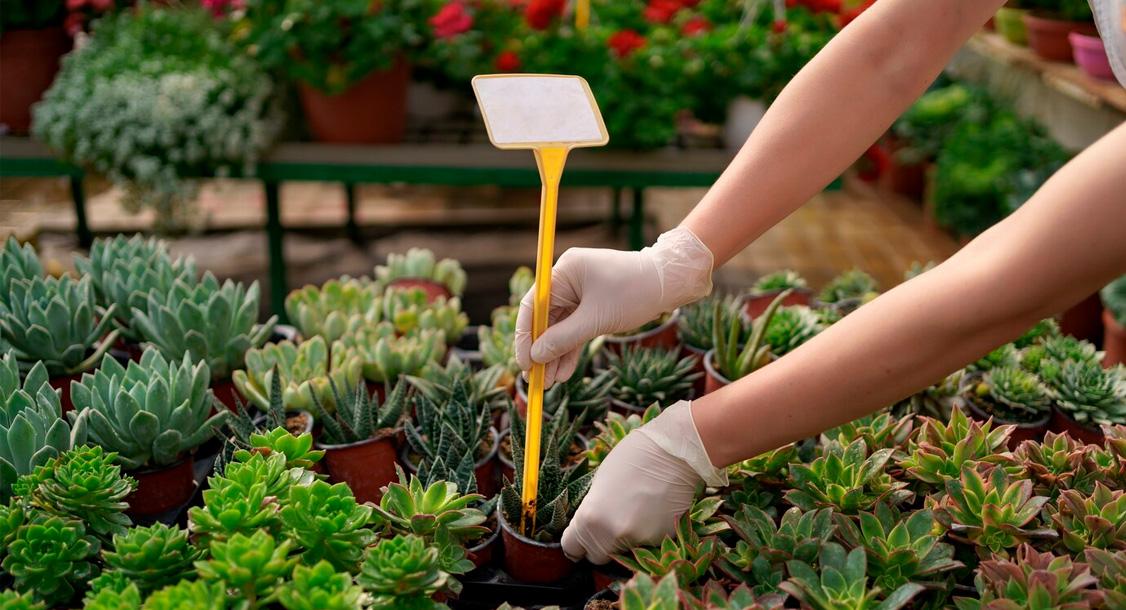 Tecnologias de cultivo controlado en viveros