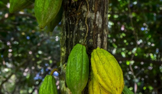 Cacao y no chocolate: Paccari habla sobre cuatro beneficios desconocidos de este producto