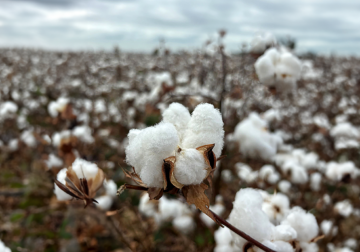 Tres años y 200 millones de personas impactadas: EUCOTTON da el protagonismo al sector algodonero europeo