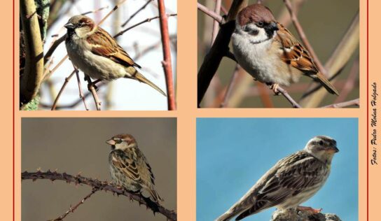 Los ‘cuatro fantásticos’ gorriones de la Sierra Norte de Guadalajara