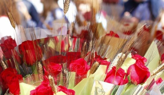 Este 2025 la venta de rosas superará los 7 millones de rosas en Sant Jordi según mayoristaderosas.com