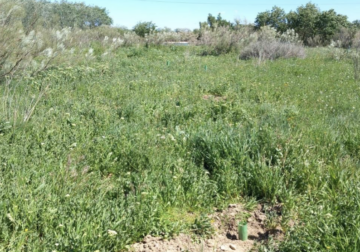 Tot-Net contribuye a la reforestación con la plantación de 60 árboles en la Reserva Natural de los Galachos