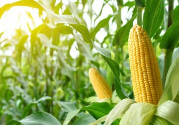 Areté – The Agri Food Intelligence Company analiza el impacto de los nuevos aranceles estadounidenses