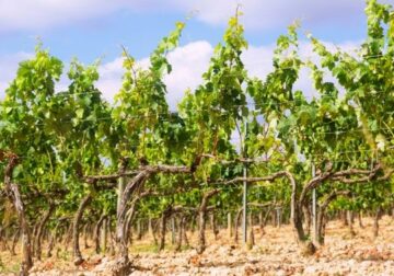 Bodegas Obergo y la importancia de la poda en verde para la calidad del viñedo