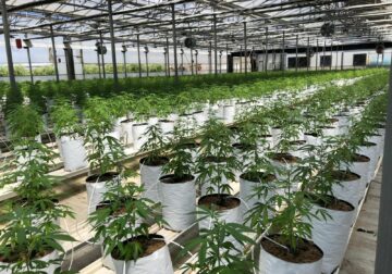 La UNEC, que agrupa al sector del cannabis legal, da un paso al frente para aclarar la confusión del CBD