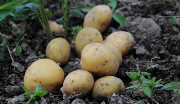 Productos Monti consolida su liderazgo en sostenibilidad alimentaria con una producción 100% orientada a la agricultura ecológica