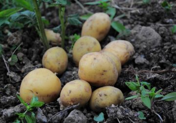Productos Monti consolida su liderazgo en sostenibilidad alimentaria con una producción 100% orientada a la agricultura ecológica