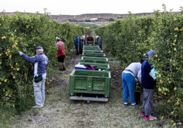 Temu ayuda a expandir la tradición frutícola online