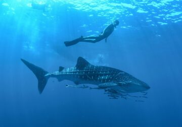 Los Cabos se posiciona como el paraíso del turismo deportivo en México