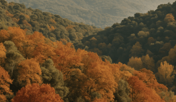 La magia del bosque en otoño llega a Barcelona: The Tiny House Barcelona combina naturaleza y ciudad