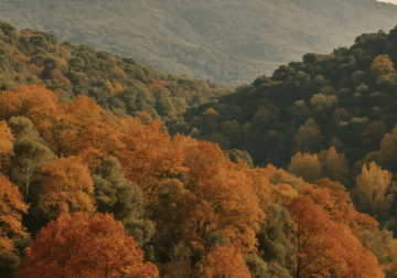 La magia del bosque en otoño llega a Barcelona: The Tiny House Barcelona combina naturaleza y ciudad