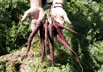 MuñozVal lanza en Fruit Attraction la zanahoria morada con estudio del CSIC que avala su poder antioxidante