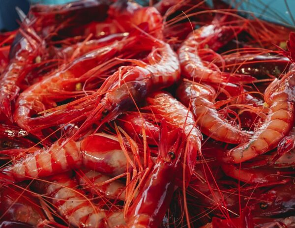 MSC celebra en CONXEMAR 2025 la sostenibilidad de la pesca ibérica y destaca la entrada de la gamba roja de Palamós en su Programa de Mejora