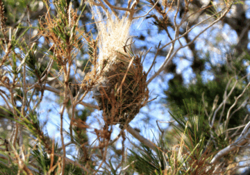 Rentokil Initial alerta sobre las plagas que hay que vigilar durante los meses fríos