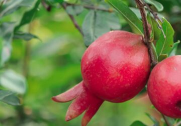 España produce más de 79.000 toneladas de granada, fruta con punicalagina aliada para la astenia otoñal
