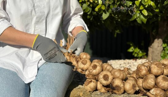 La Abuela Carmen reinventa el trenzado ancestral con su ajo negro