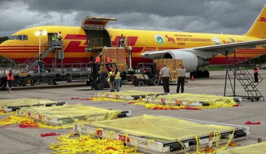 DHL presenta los envíos más insólitos realizados a lo largo de 2025