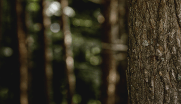 Grup Boix alerta sobre el riesgo de incendios y reivindica la gestión forestal con la llegada del invierno