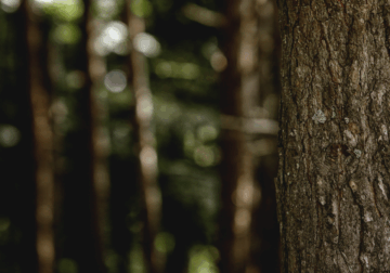 Grup Boix alerta sobre el riesgo de incendios y reivindica la gestión forestal con la llegada del invierno