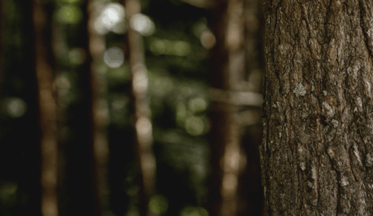 Grup Boix alerta sobre el riesgo de incendios y reivindica la gestión forestal con la llegada del invierno