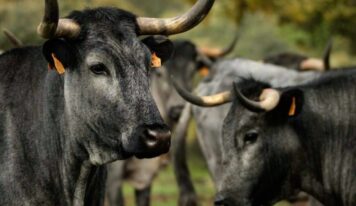 Castilla Gourmet destaca la carne de Morucha como emblema de la calidad nacional y el origen sostenible