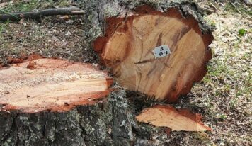 COPADE refuerza su liderazgo como motor del Comercio Justo en España con una nueva apuesta por la comercialización de productos de impacto