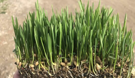 BioPalacín Planet alerta sobre la importancia del relevo generacional en el campo