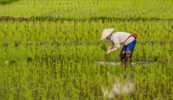 El arroz importado gana terreno en Europa y amenaza la autenticidad de la paella española