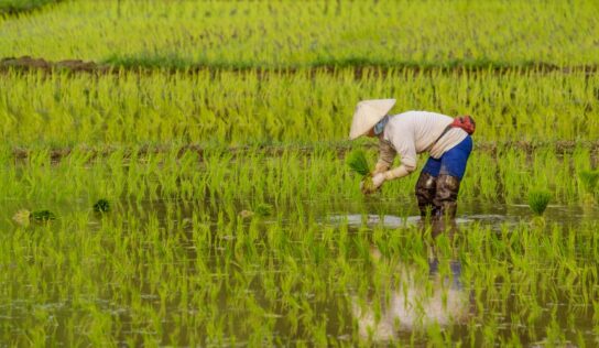 El arroz importado gana terreno en Europa y amenaza la autenticidad de la paella española