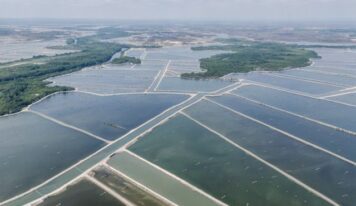 OBA presenta un informe sobre el impacto medioambiental de la producción de langostino importado de Ecuador