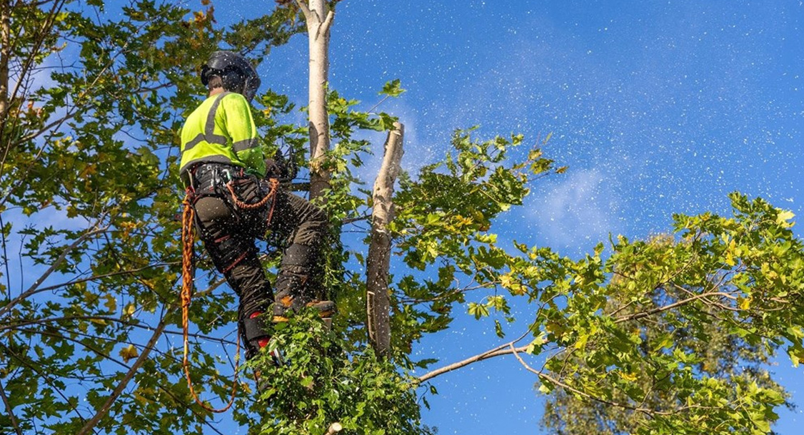 Poda, desbroce y tala: trabajos que requieren planificación Poda, desbroce y tala: trabajos que requieren planificación