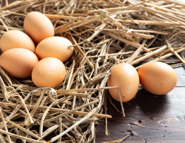 Bifeedoo explica qué necesita una gallina ponedora para una correcta producción de huevos
