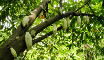 Café, cacao y madera, tres rutas para conocer qué hay detrás de su producción