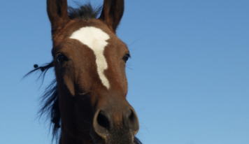 Puigcerdà celebra la 44.ª edición de la Feria del Caballo los días 7 y 8 de noviembre