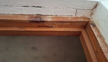 Las cucarachas se sitúan a la cabeza del ranking de plagas en Castilla-La Mancha, aunque los xilófagos y las avispas encabezan las incidencias en Cuenca y Guadalajara